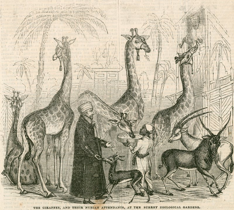 Žirafy a jejich núbijští ošetřovatelé v Surrey Zoological Gardens v Londýně od English School