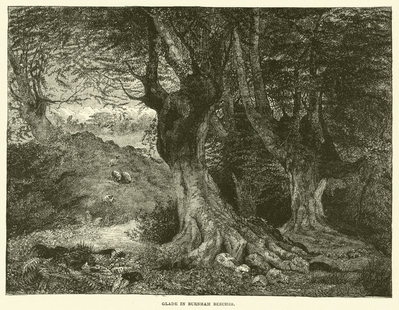 Glade in Burnham Beeches (rytina) od English School