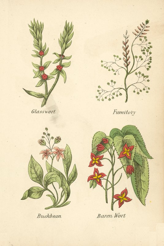 Sklenice, Fumitory, Buckbean, Baren Wort (barevná litografie) od English School