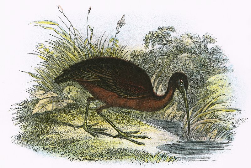 Lesklý Ibis od English School