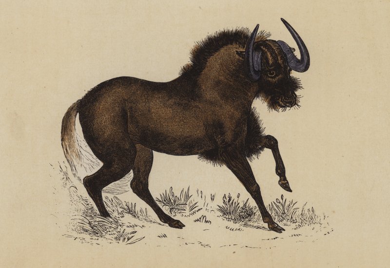Gnu (barevná litografie) od English School
