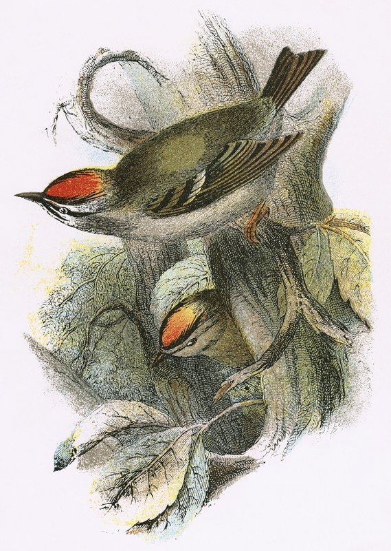 Goldcrest (dole) a Firecrest (nahoře) od English School