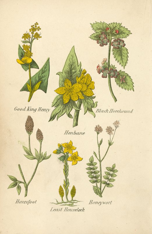 Good King Henry, Henbane, Black Horehound, Haresfoot, Least Houseleek, Honeywort (barevná litografie) od English School