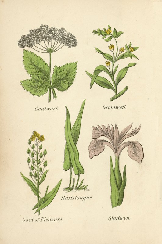 Goutwort, Gromwell, Hartstongue, Gold of Pleasure, Gladwyn od English School