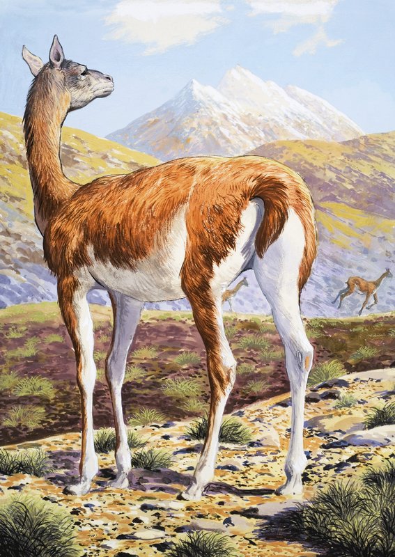 Půvabné Guanacos od English School