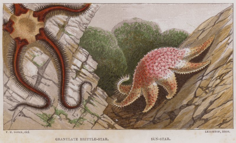 Granulát Brittle-Star, Sun-Star (barva lito) od English School