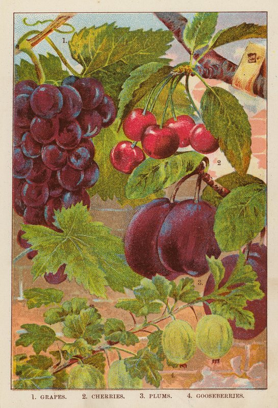 Hrozny; třešně; švestky; angrešt (barevná litografie) od English School