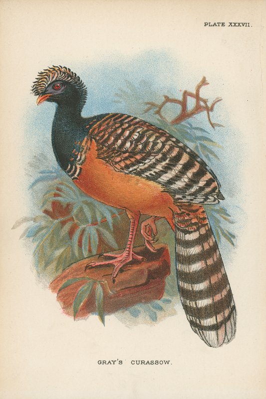Grayův Curassow od English School