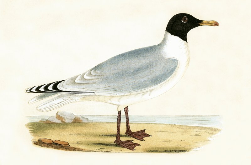 Racek velký, ilustrace z „Historie ptáků Evropy, kteří nebyli pozorováni na Britských ostrovech“ od Charlese Roberta Bree (1811-86), vydáno 1867 od English School