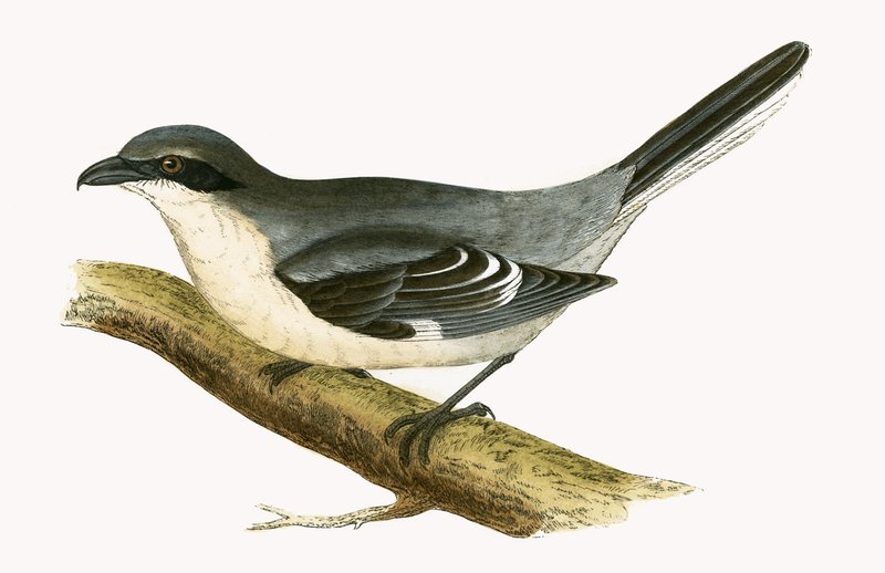 Great Grey Shrike, ilustrace z „Historie ptáků Evropy nepozorovaných na Britských ostrovech“ od Charlese Roberta Bree (1811-86), vydáno 1867 od English School