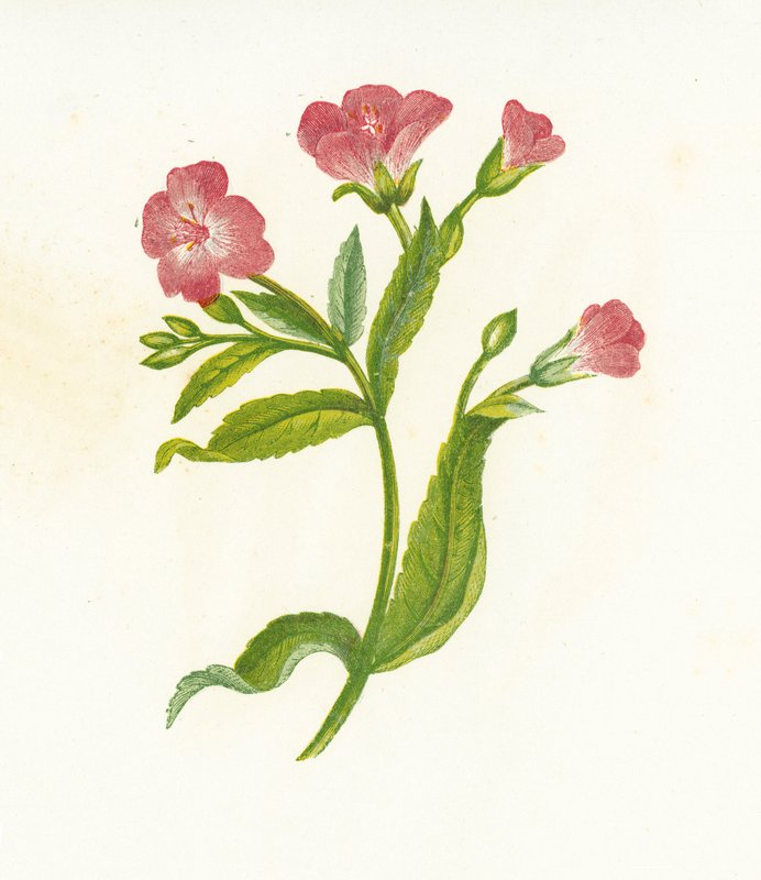 Velká vrba srstnatá, Epilobium Hirsutum od English School