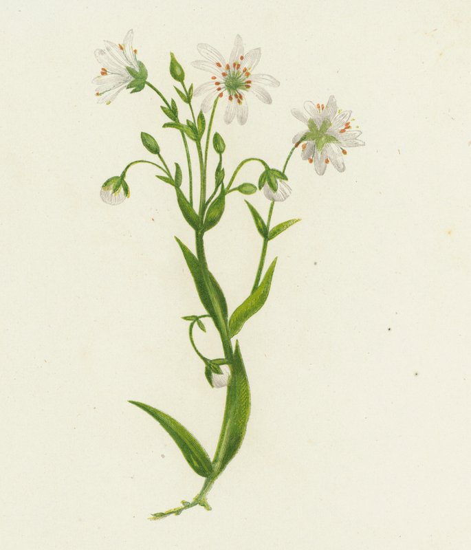 Hvězdnice chlumní, Stellaria Holostea (barevná litografie) od English School
