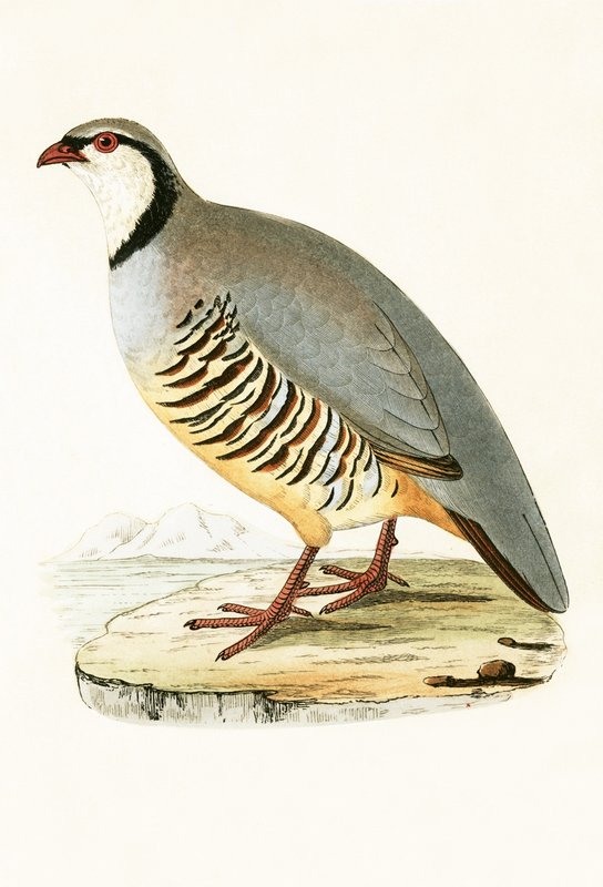 Greek Partridge, ilustrace z „Historie ptáků Evropy nepozorovaných na Britských ostrovech“ od Charlese Roberta Bree (1811-86), vydáno 1867 od English School
