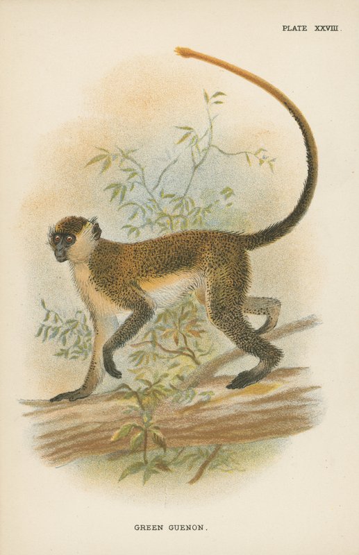Zelený Guenon od English School