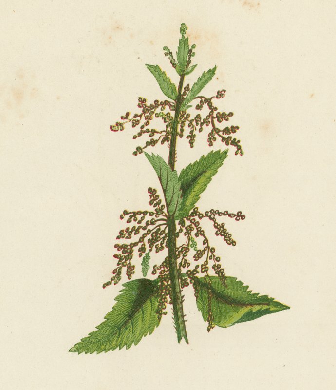 Kopřiva dvoudomá zelená, Urtica Dioica (barevná litografie) od English School