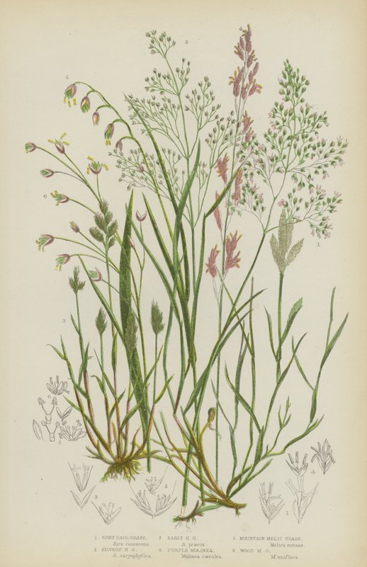 Šedivý vlas trávy, Stříbrný vlas trávy, Raný vlas trávy, Purpurový Molinea, Horský Melic trávy, Wood Melic trávy (barevná litografie) od English School