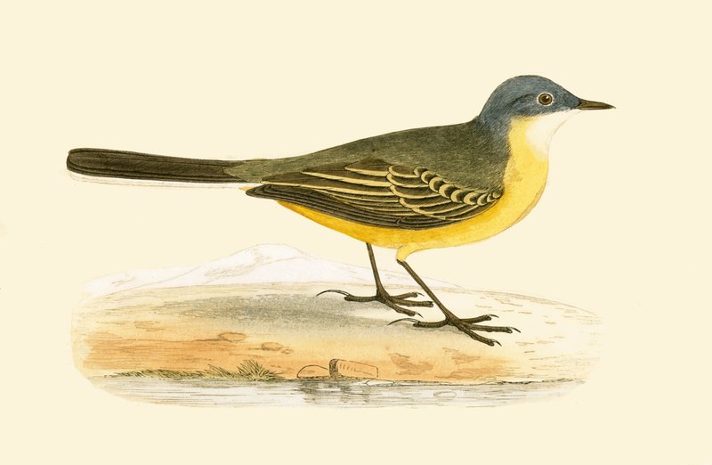 Šedohlavý žlutý konipas, ilustrace z knihy „Historie ptáků Evropy nepozorovaných na Britských ostrovech“ od Charlese Roberta Bree (1811-86), vydáno 1867 od English School