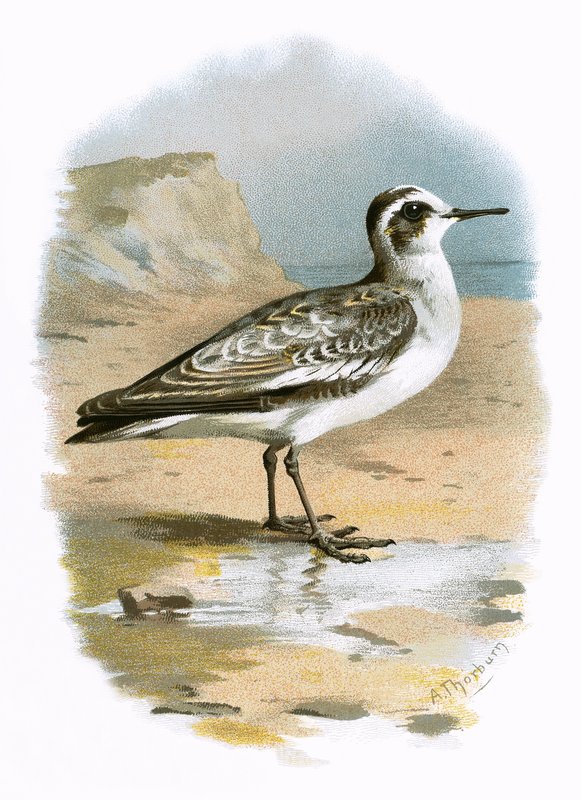 Šedý phalarope od English School