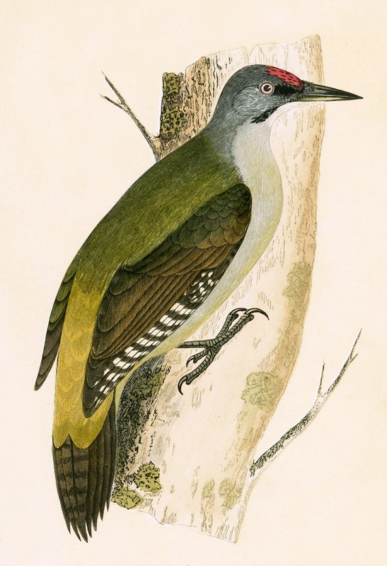 Šedý datel, ilustrace z „Historie ptáků Evropy nepozorovaných na Britských ostrovech“ od Charlese Roberta Bree (1811-86), vydáno 1867 od English School