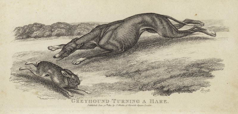 Greyhound soustružení zajíce od English School