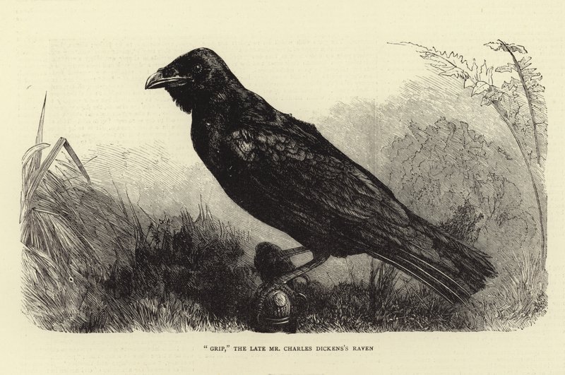 Grip, zesnulý Charles Dickens Raven od English School