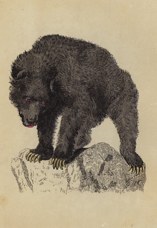 Medvěd Grisly (barevná litografie) od English School