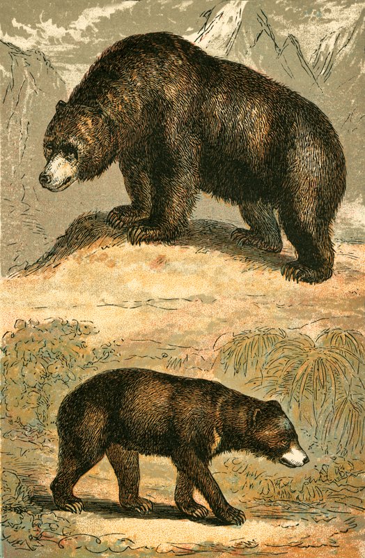 Medvěd grizzly a medvěd malajský od English School