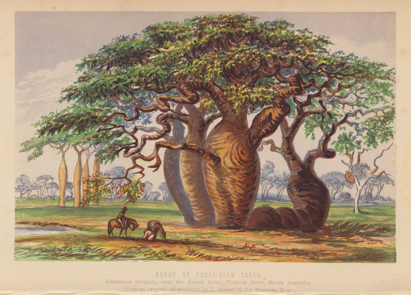 Skupina stromů Couty Stemes, Austrálie (barevná litografie) od English School