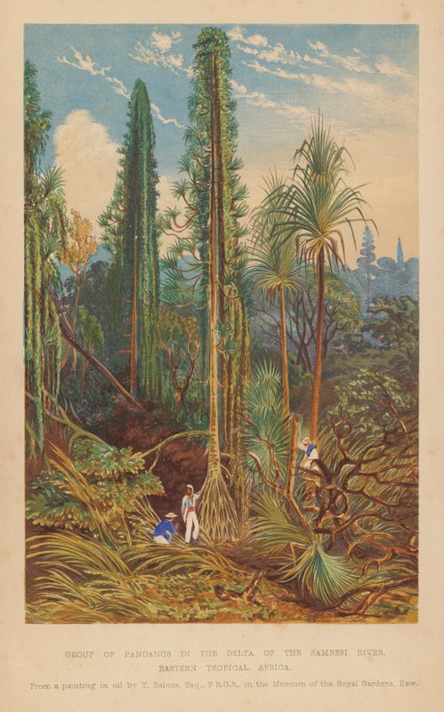 Skupina pandánů v deltě řeky Zambesi, východní tropická Afrika (barevná litografie) od English School