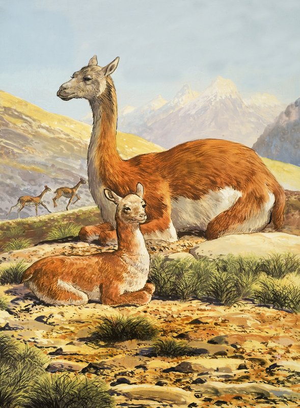 Guanacos od English School