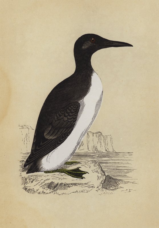 Guillemot (barevná litografie) od English School