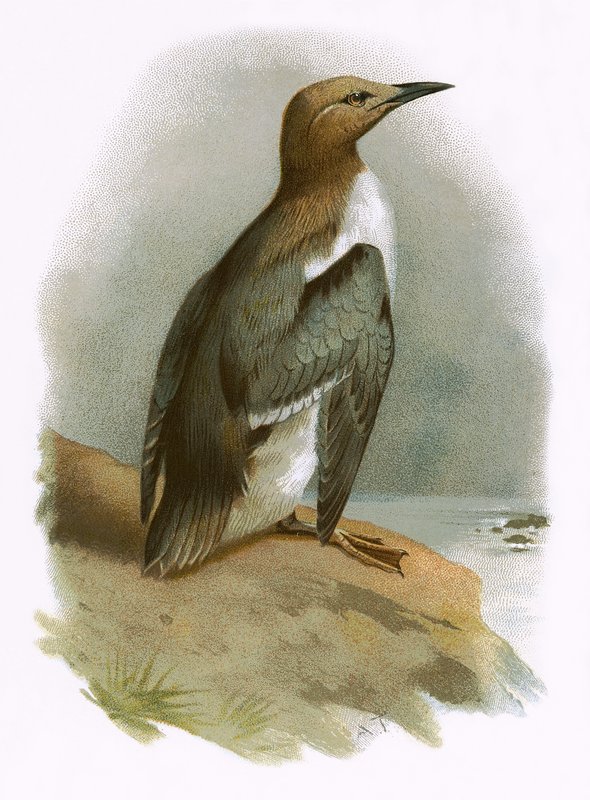 Guillemot od English School