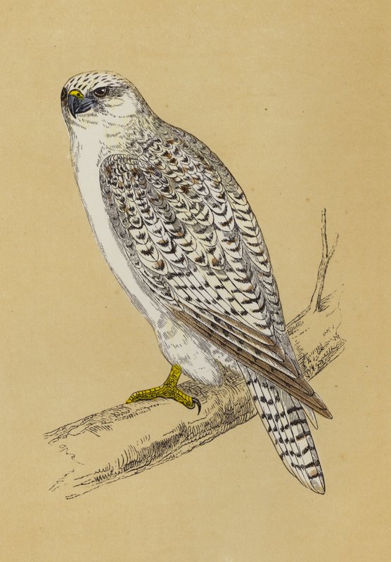 Gyr-Falcon (barevné lito) od English School