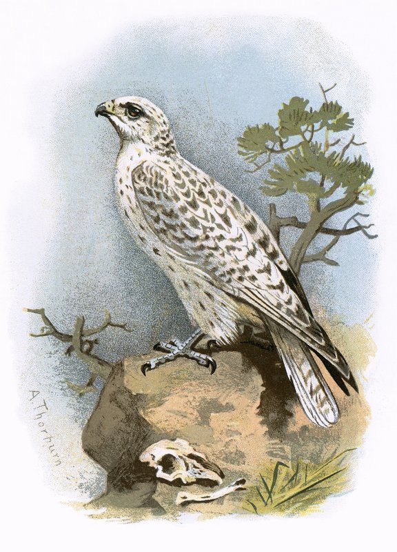 Gyr-Falcon od English School