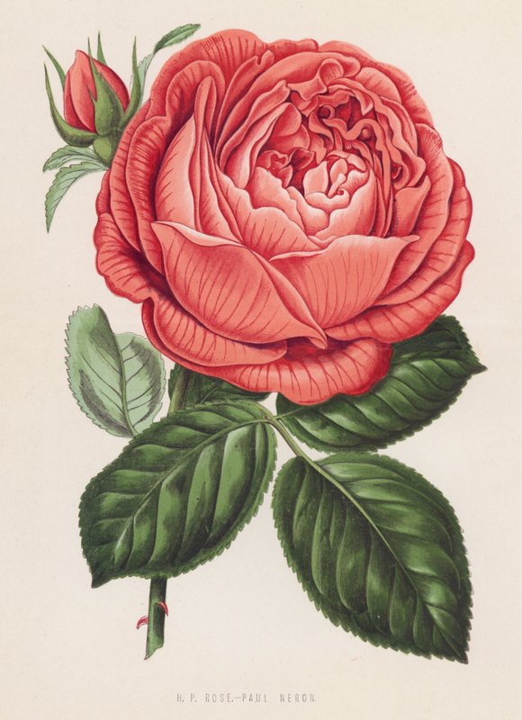 H P Rose, Paul Neron (barevné lito) od English School
