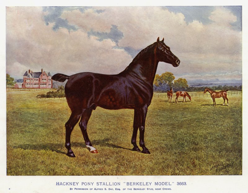 Hřebec Hackney Pony "Berkeley Model" 3663 (barva lito) od English School