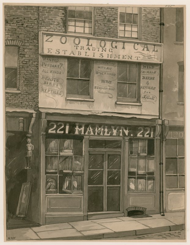 Hamlyns Zoological Trading, 221 St Georges Street, London Docks (wc na papíře) od English School