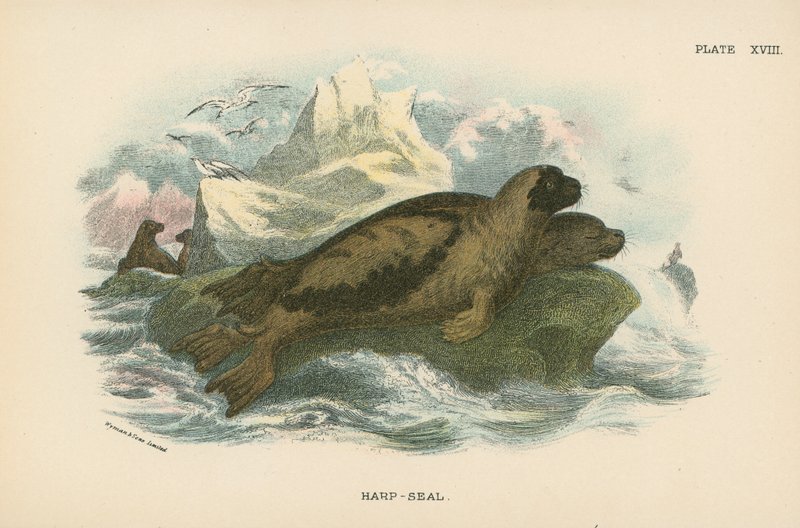 Harfa-Seal od English School