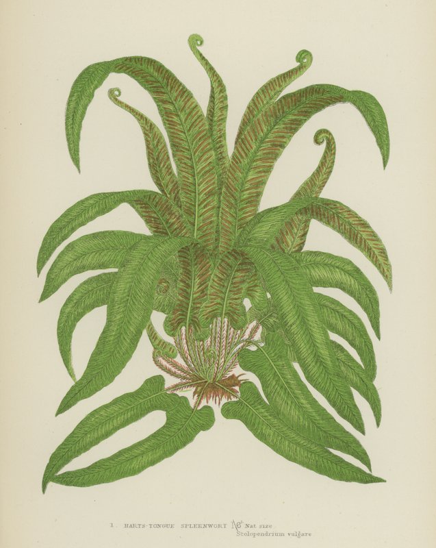 Slezina Hartsova (barevná litografie) od English School