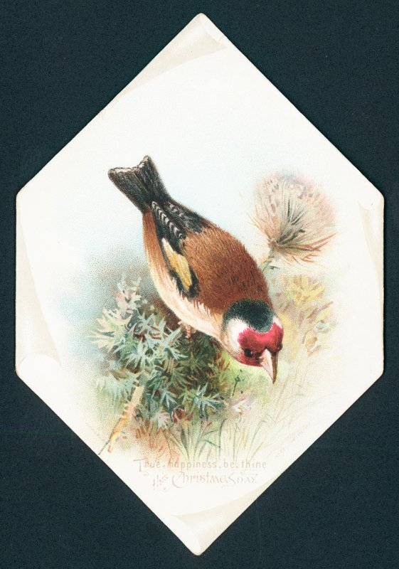 Hahfinch, vánoční přání od English School