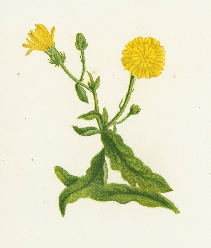 Jestřábník Picris, Picris Hieracioides od English School