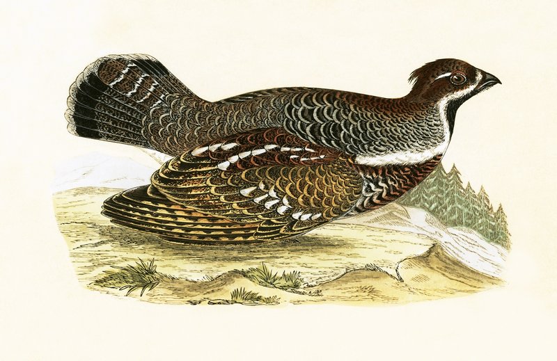 Hazel Grouse, ilustrace z „Historie ptáků Evropy nepozorovaných na Britských ostrovech“ od Charlese Roberta Bree (1811-86), vydáno 1867 od English School