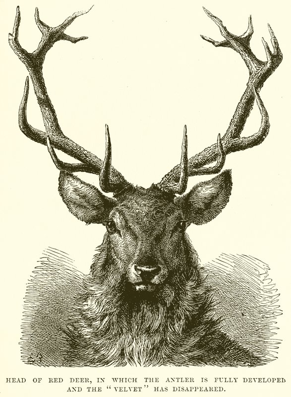 Head of Red Deer, ve které je plně vyvinut Paroh a zmizel Velvet od English School