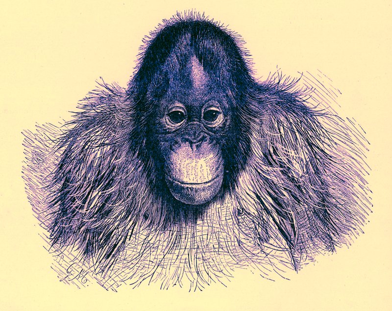 Hlava orangu, ilustrace z The Royal Natural History, publikovaná v roce 1896 (digitálně vylepšený obrázek) od English School