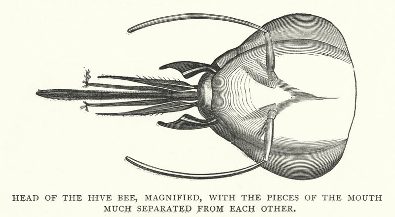 Head of the Hive Bee, zvětšený, s kousky úst hodně oddělenými od sebe (rytina) od English School
