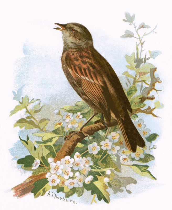 Hedge Sparrow od English School
