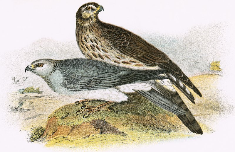 Hen Harrier od English School