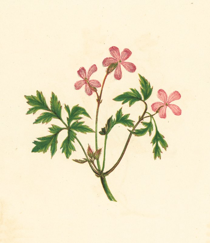 Herb Robert, Geranium Robertianum (barevná litografie) od English School