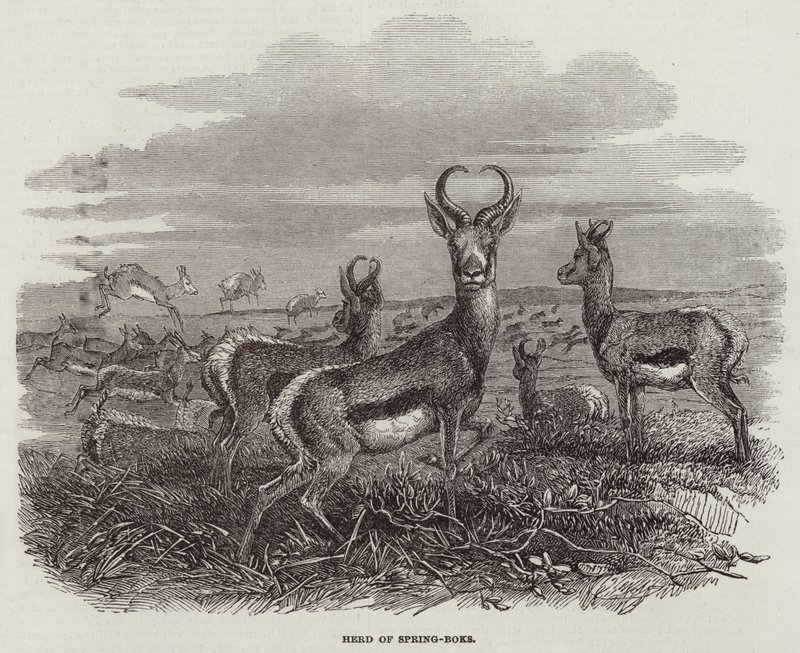 Herd of Spring-Boks (rytina) od English School