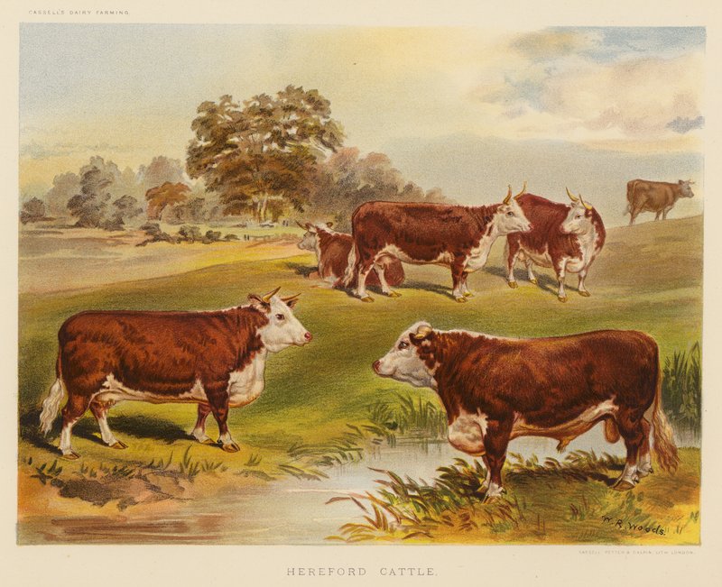 Herefordský skot (barevná litografie) od English School